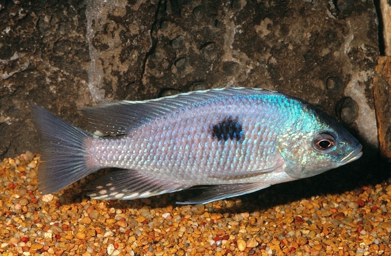 Copadichromis pleurostigma 'Liuli'